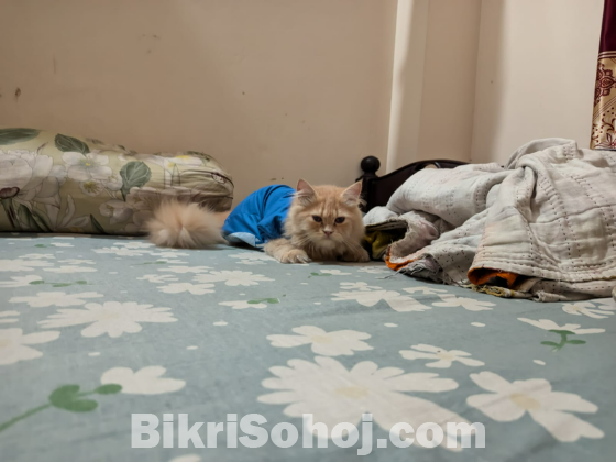 Persian Cat(Male)